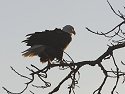 Bald Eagle along the Mississippi River, 2006.