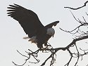 Bald Eagle along the Mississippi River, 2006.