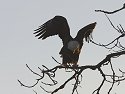 Bald Eagle along the Mississippi River, 2006.