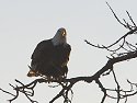 Bald Eagle along the Mississippi River, 2006.