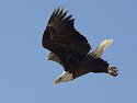 Bald Eagle along the Mississippi River, 2006.