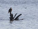 Bald Eagle in the Mississippi River, Fort Madison, Iowa, 2006.