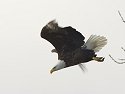 Bald Eagle along the Mississippi River, 2006.
