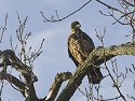 Juvenile Bald Eagle along the Mississippi River, 2006.