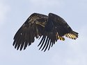 Juvenile Bald Eagle along the Mississippi River, 2006.