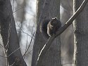 Black Squirrel, Credit Island, Davenport, Iowa, 2006.