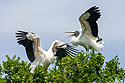 Wood Storks in a controversy, the one on the right apparently landed in the wrong place, St. Augustine Alligator Farm, April 2006.