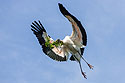 Wood Stork, St. Augustine Alligator Farm, April 2006.