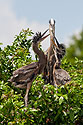 Great Blue Heron nest, Venice, Florida, April 2006.