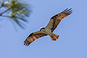 Osprey, Honeymoon Island, Florida, April 2006.