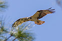 Osprey, Honeymoon Island, Florida, April 2006.