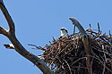 Osprey nest, Honeymoon Island, Florida, April 2006.