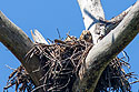 Great Horned Owl chicks (yes there are two) in an old osprey nest, Honeymoon Island, Florida, April 2006.