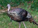 Turkey in yard.