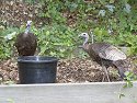 Turkeys checking out the cracked corn in the black pot, July 2006.