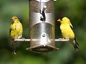 Goldfinches 2006.