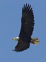 Bald eagle carries a goose leg back to its roost, Squaw Creek National Wildlife Refuge, Missouri, December 2006.