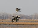 Two juvenile bald eagles try to steal food from an adult eagle, Squaw Creek National Wildlife Refuge, Missouri, December 2006.