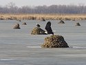 A bald eagle takes off from a muskrat lodge, Squaw Creek National Wildlife Refuge, Missouri, December 2006.
