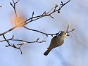 Tufted titmouse feeds on little pears, 2006.