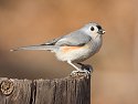 Tufted titmouse 2006.