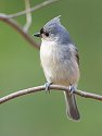 Tufted titmouse 2006.
