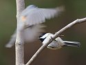A shutter speed of 1/250 is quick enough to get a chickadee sitting on a branch, but not nearly fast enough to freeze a tufted titmouse thinking about landing on the same branch.
