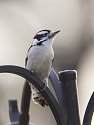 Downy woodpecker, Daniel Webster Wildlife Sanctuary (Mass Audubon), Marshfield, Mass. 2004.