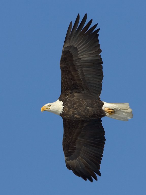 Bald eagle, Mississippi River, February 2007.  Click for next photo.