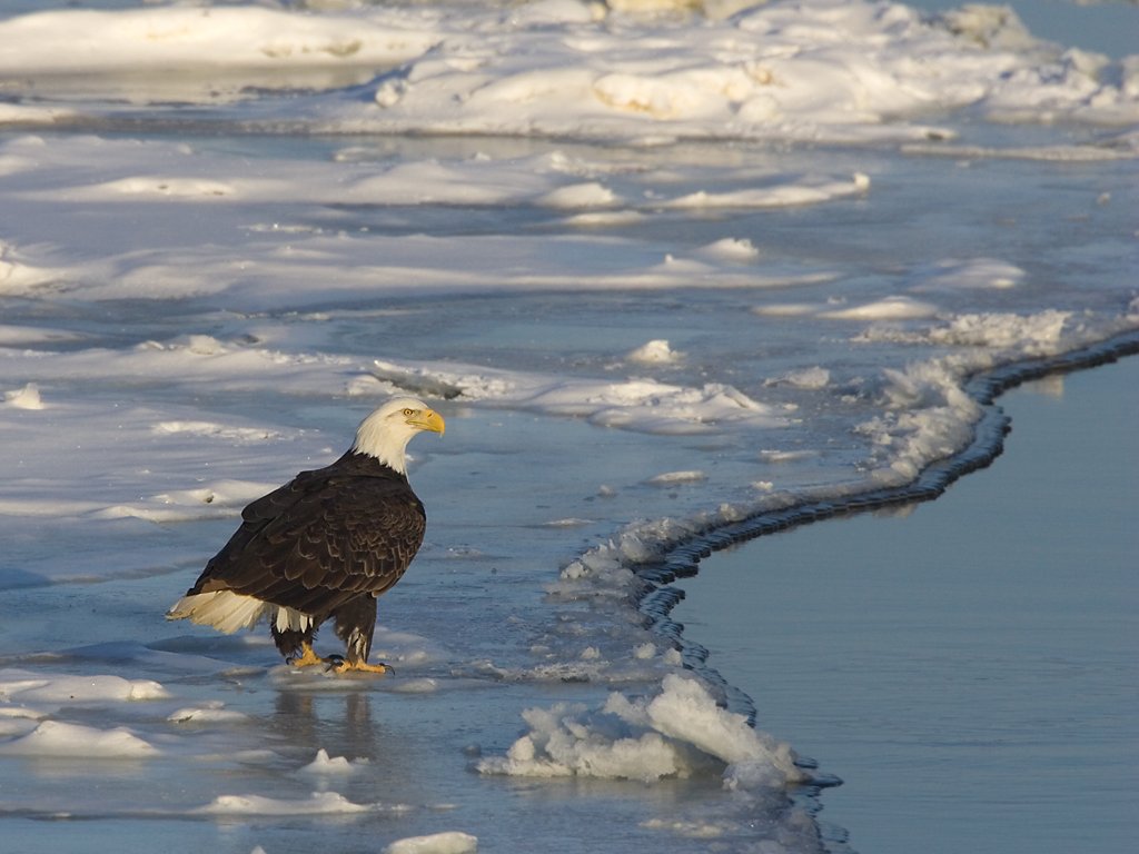 Bald eagle on the Mississippi River ice, February 2007.  Click for next photo.