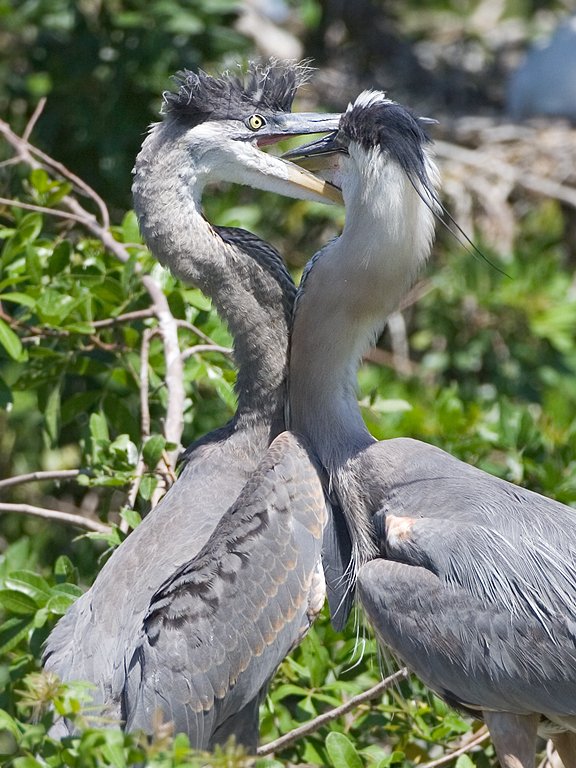 Blue heron youngster wants food NOW, Venice, Florida.  Click for next photo.