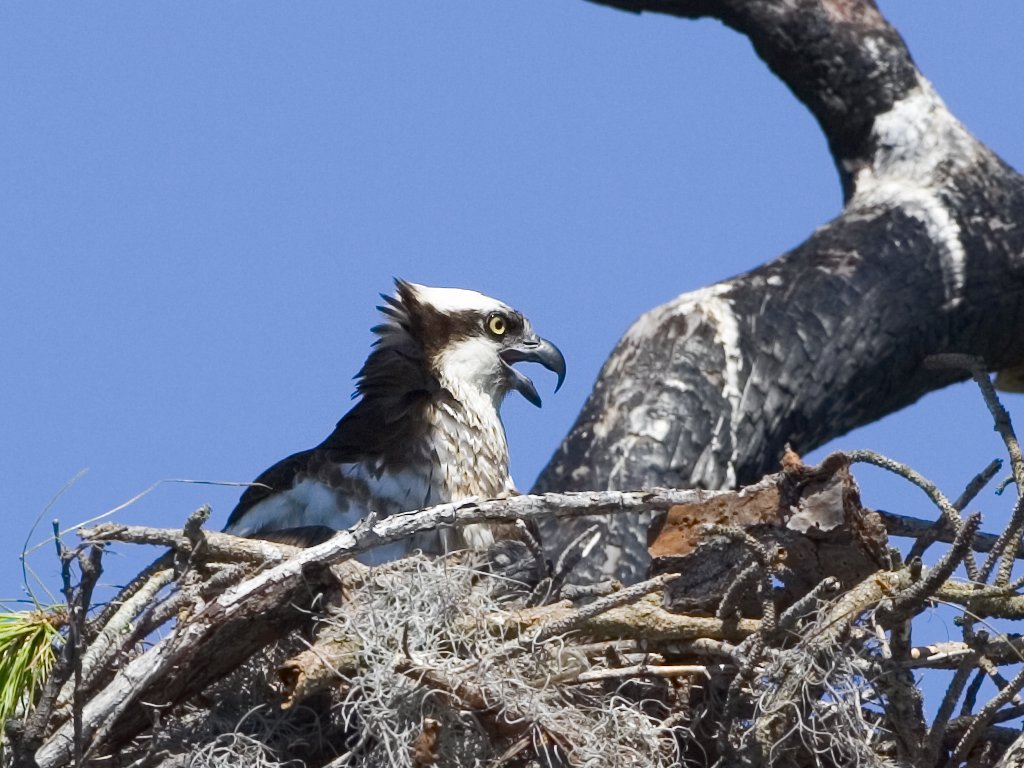 Osprey chick in nest, Honeymoon Island State Park, Florida, May 2007.  Click for next photo.