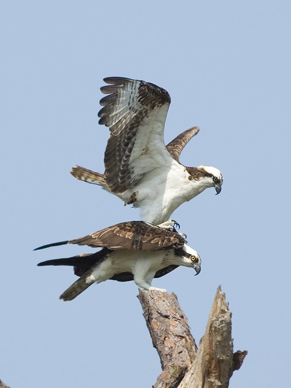 Osprey, fourth in sequence, Honeymoon Island State Park, Florida, May 2007.  Click for next photo.