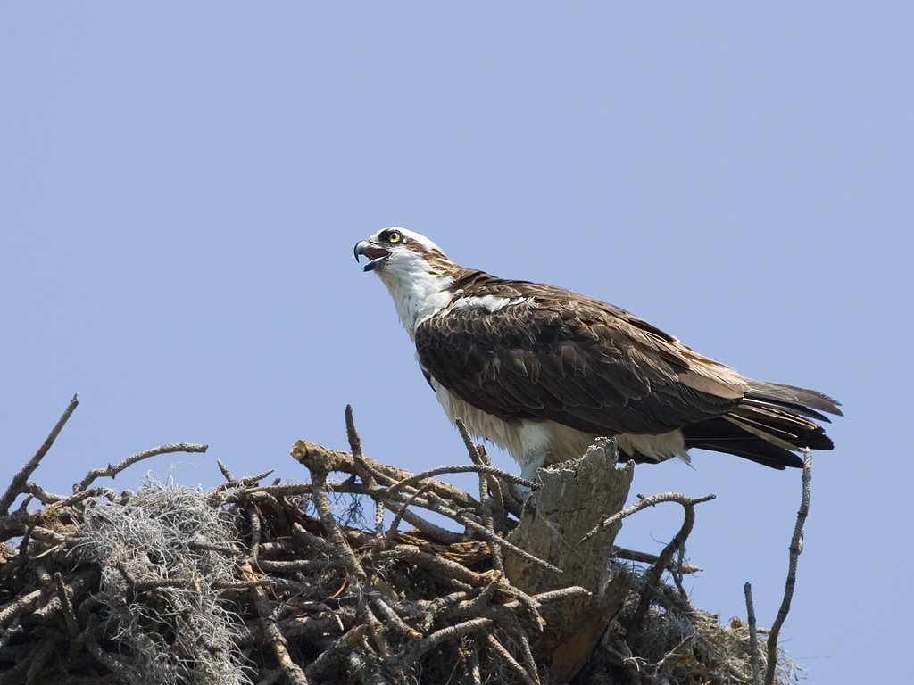 Osprey in nest, Honeymoon Island State Park, Florida, May 2007.  Click for next photo.