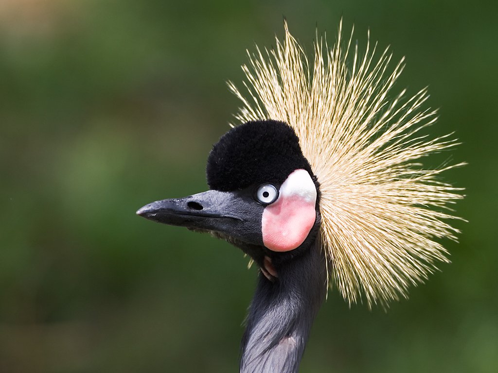 One of the non-native birds at the St. Augustine Alligator Farm, a West African Crowned Crane, Florida.  Click for next photo.