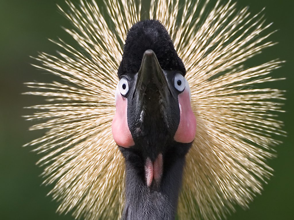 West African Crowned Crane, St. Augustine Alligator Farm, Florida.  Click for next photo.