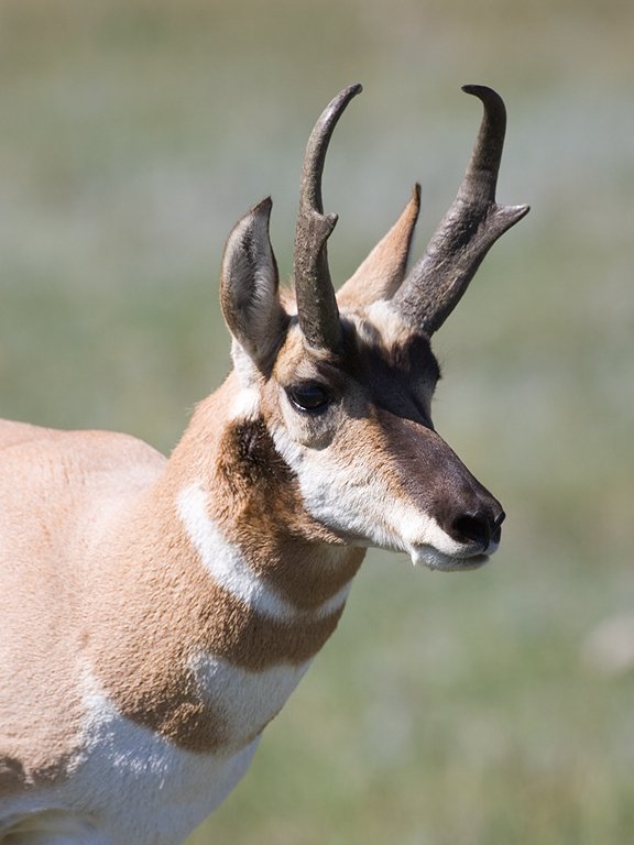 Pronghorn, Custer State Park, 2007.  Click for next photo.