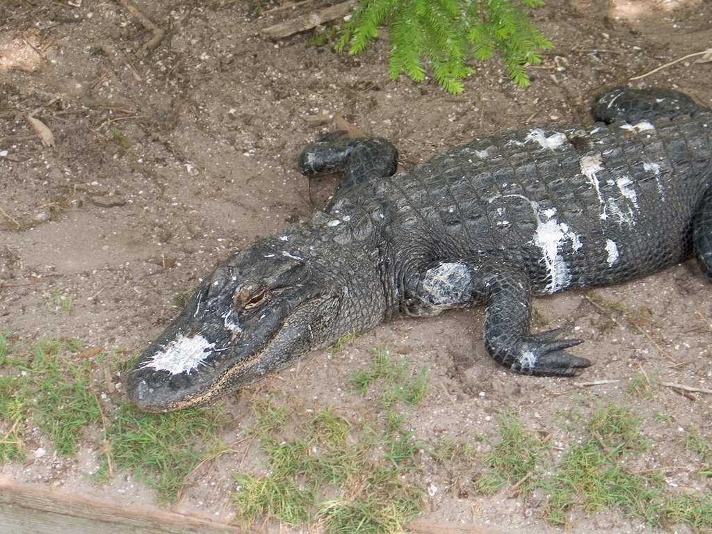 One of the gators pays the price for sunning below a bird’s nest, St. Augustine Alligator Farm, Florida, May 2007.  Click for next photo.