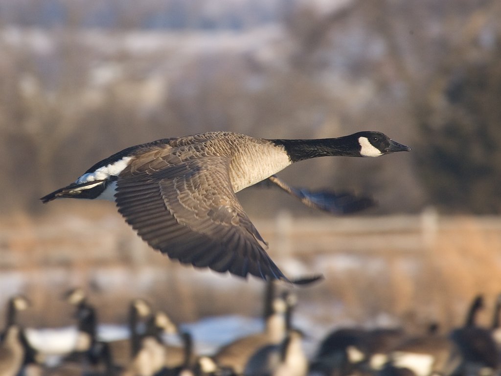 Canada goose, Arrowhead Park, Sioux Falls, SD.  Click for next photo.