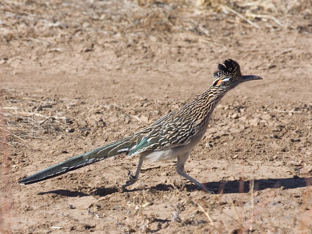 Roadrunner, Bosque del Apache NWR, New Mexico, January 2007.  Click for next photo.