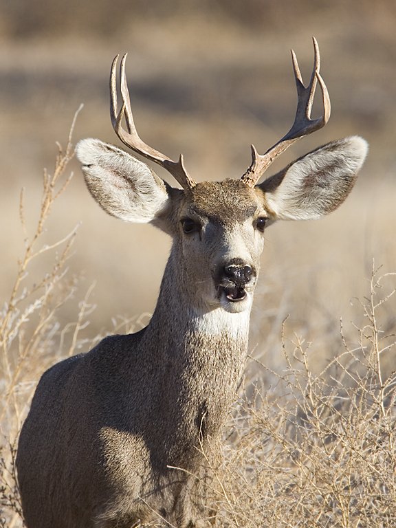 Deer buck, Bosque del Apache NWR, New Mexico.  Click for next photo.