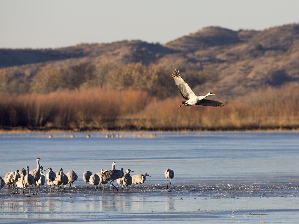 Sandhill crane takes off after overnight on the pond, Bosque del Apache NWR, New Mexico.  Click for next photo.