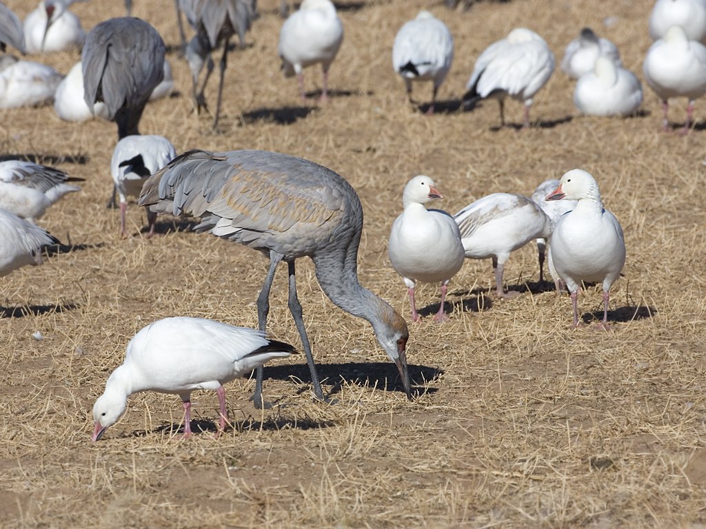 Sandhill cranes and snow goose grazing together, Bosque del Apache NWR, New Mexico.  Click for next photo.