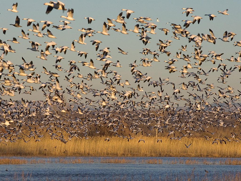 Snow geese at dusk, Bosque del Apache NWR, New Mexico.  Click for next photo.