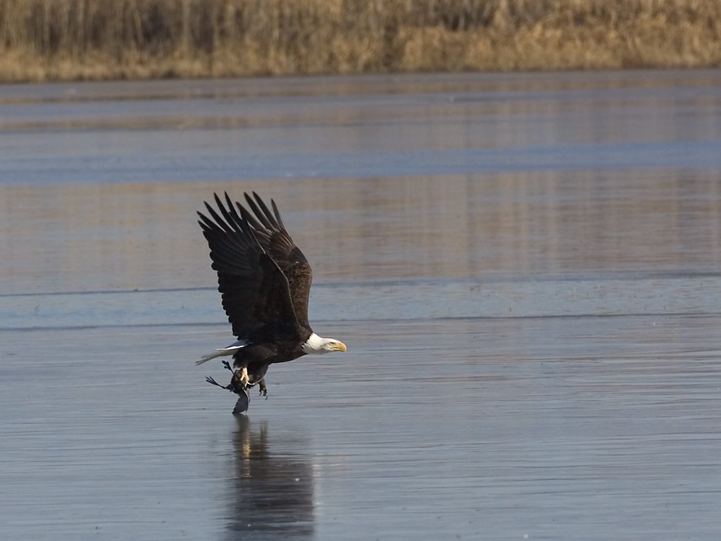 Bald Eagle hauls a coot back to its roost, Bosque del Apache NWR, New Mexico.  Click for next photo.