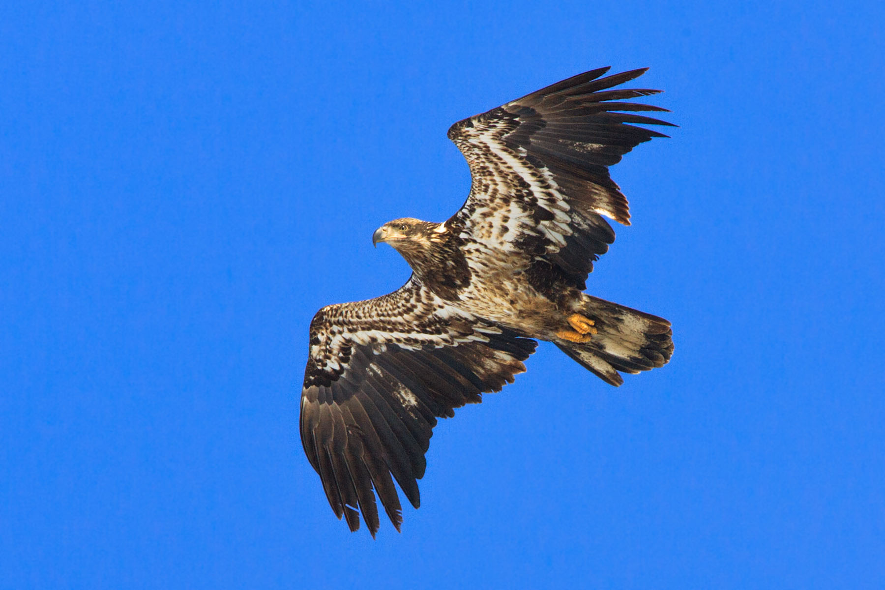 Juvenile bald eagle, Mississippi River.  Click for next photo.