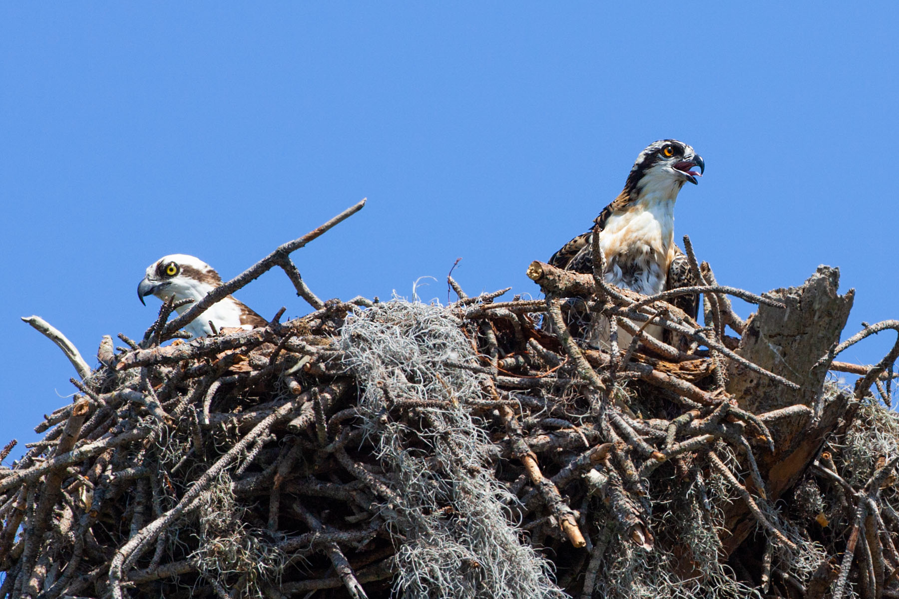 Two osprey in nest, Honeymoon Island State Park, Florida.  Click for next photo.