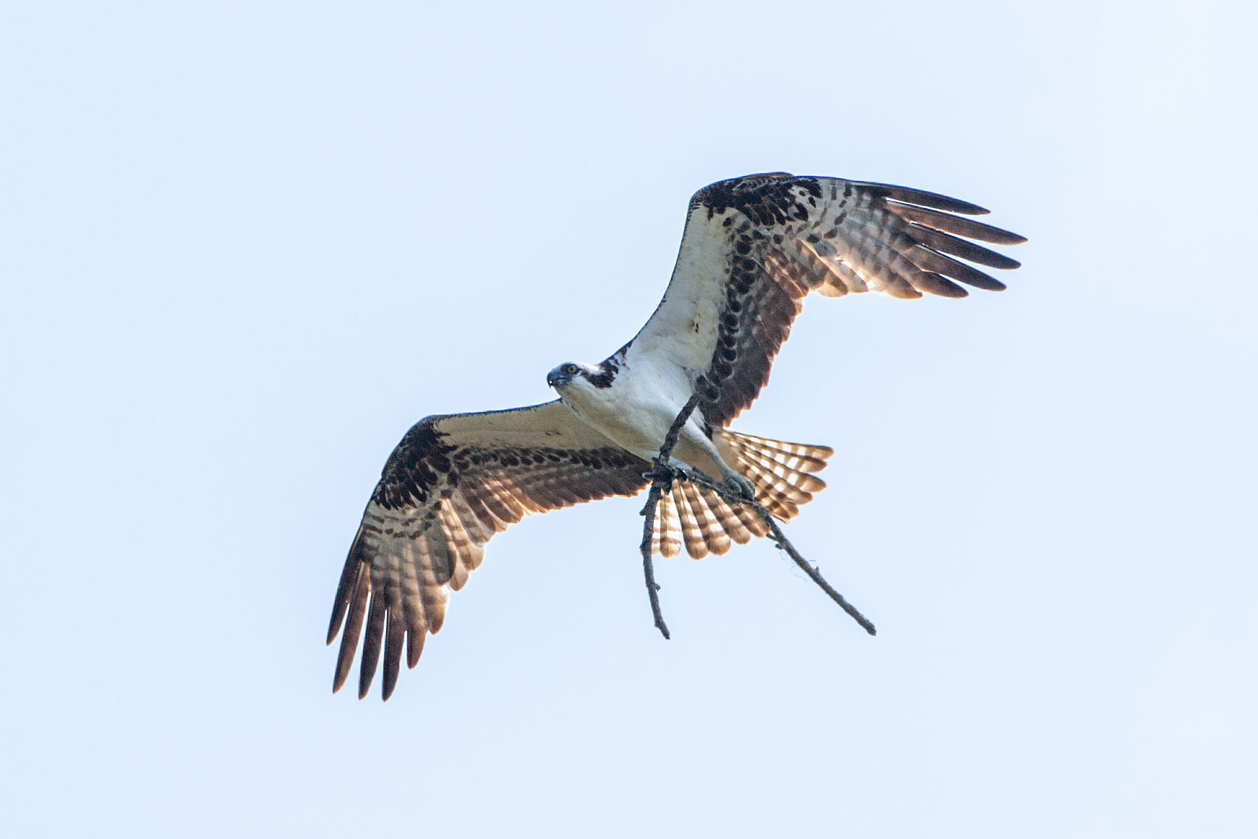 Osprey with a branch, Honeymoon Island State Park, Florida.  Click for next photo.