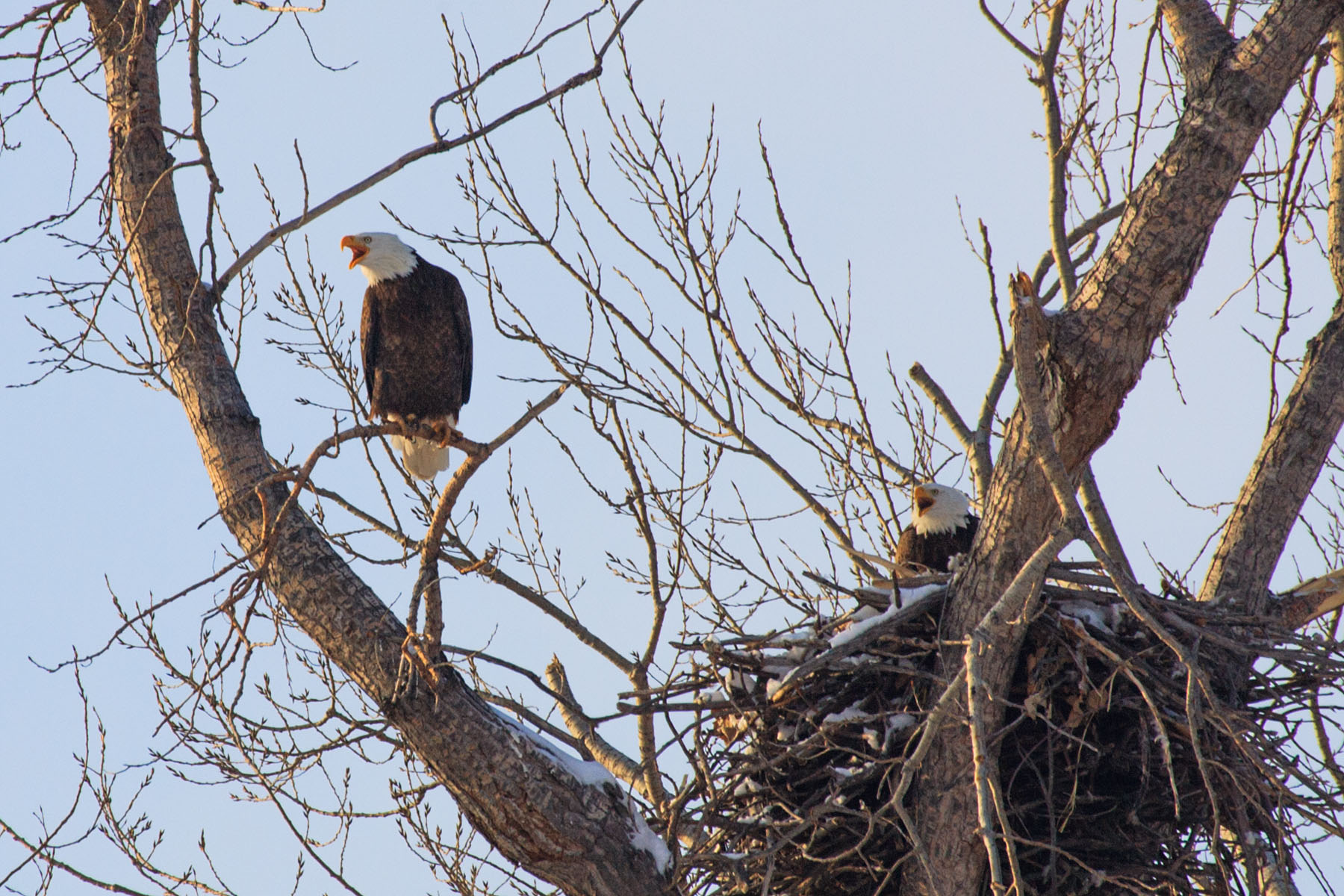 Eagles at nest, Squaw Creek NWR.  Click for next photo.