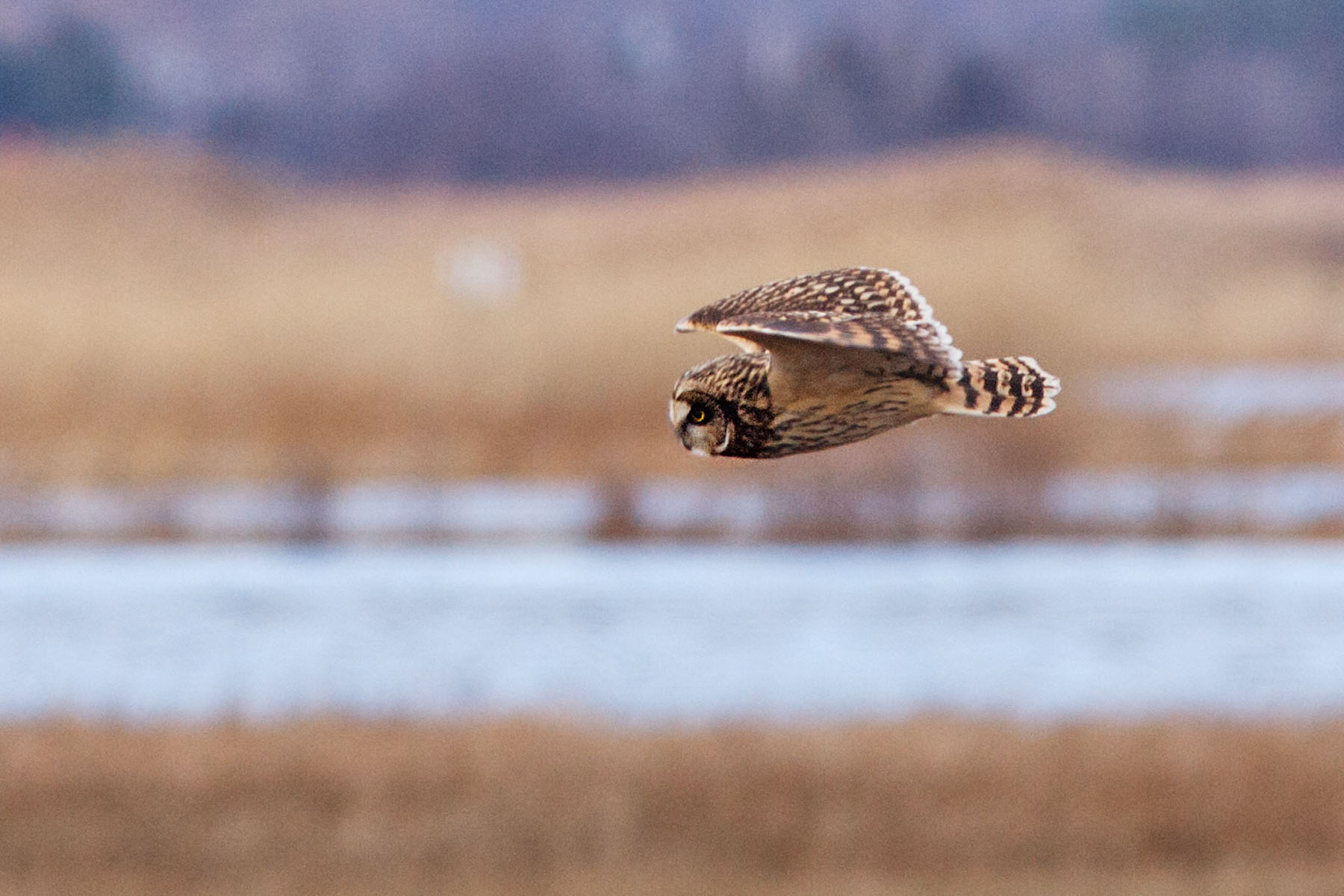 Owl, Parker River NWR, Massachusetts, 2007.  Click for next photo.